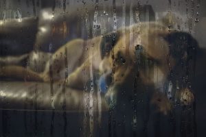 cansar perro llueve