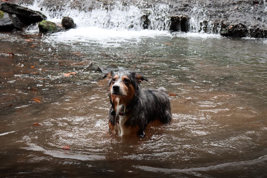 natacion perro seguridad