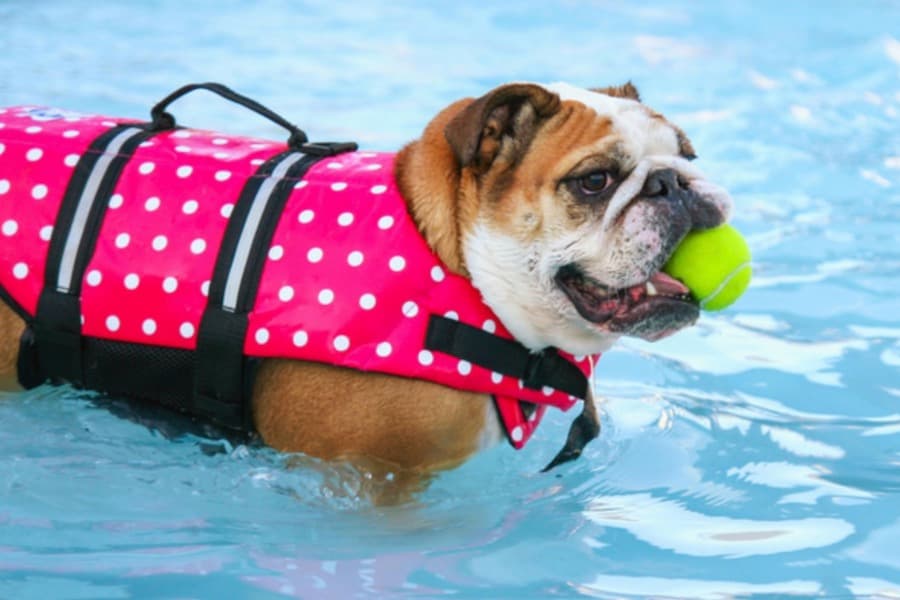 natacion para perros