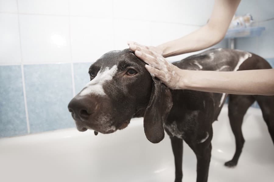 perro loco despues duchar