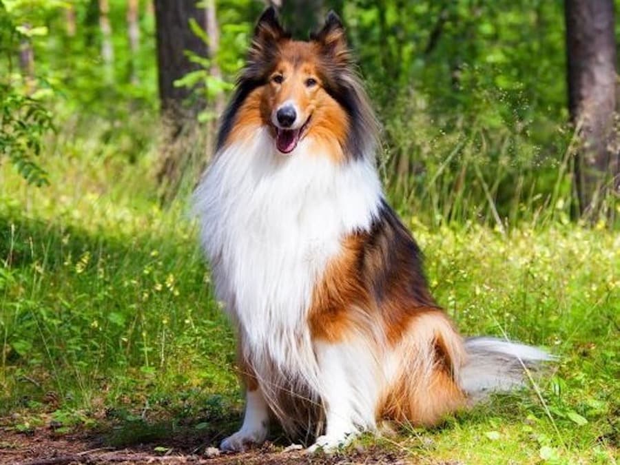 raza perro pastor collie pelo largo