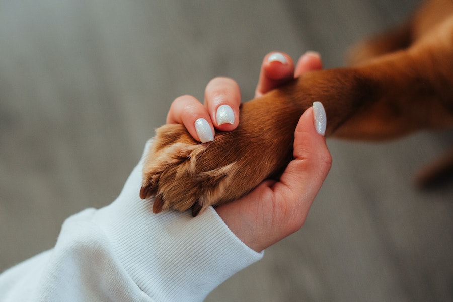Ejercicios perros con artritis