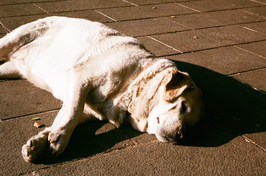 perro tumbado sol