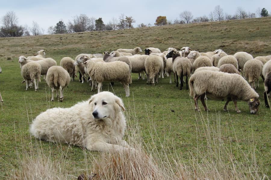 perro pastor Maremma y Abruzzo