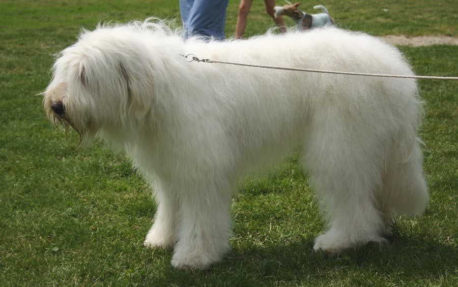perro pastor rusia