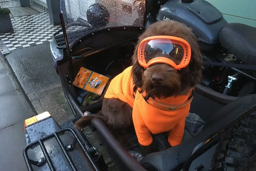 viajar perro moto bici andando